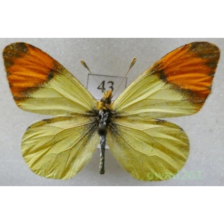 Anthocharis belia (Linnaeus, 1767) Morocco43